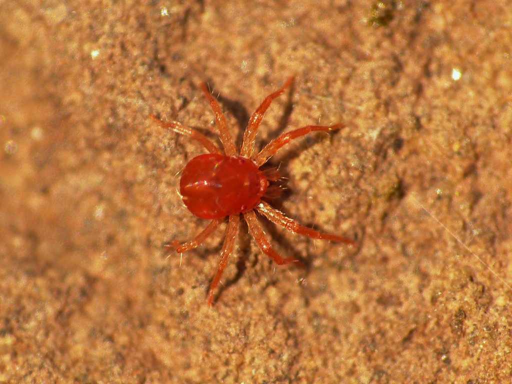 Acaro rosso arancio (Anystidae?) - Tolfa (RM)